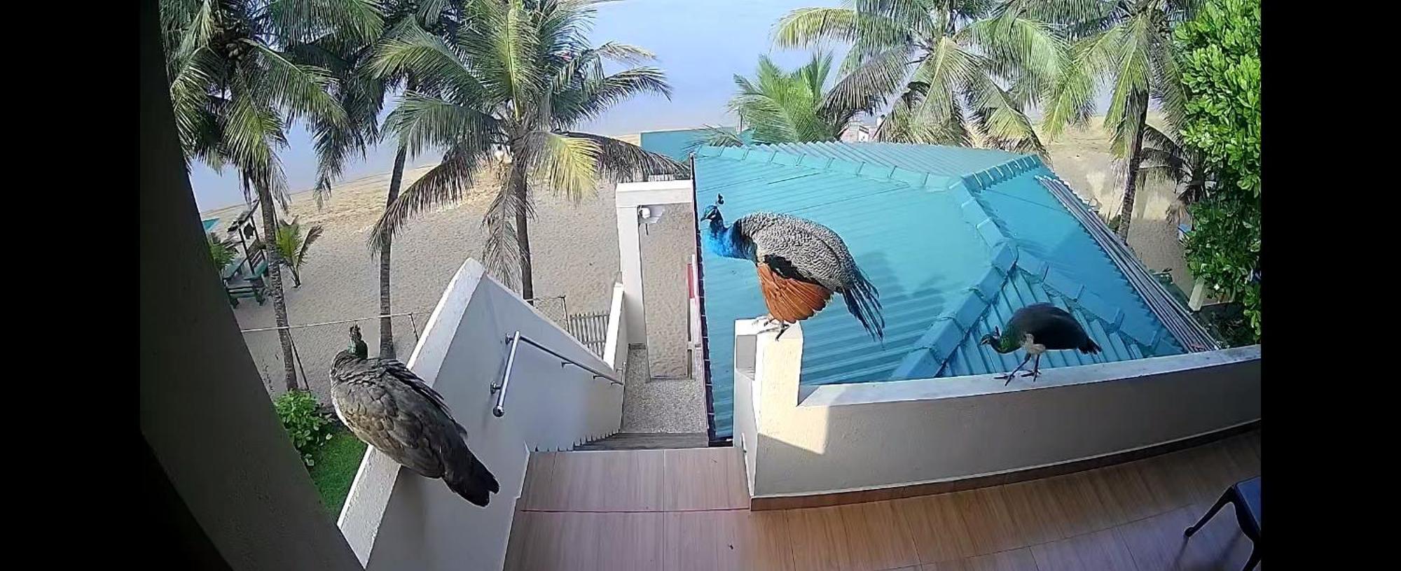 Coral Reef Guest Beruwala Exterior foto